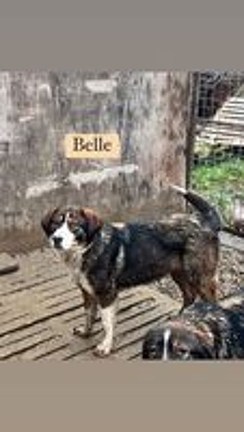   BELLE 