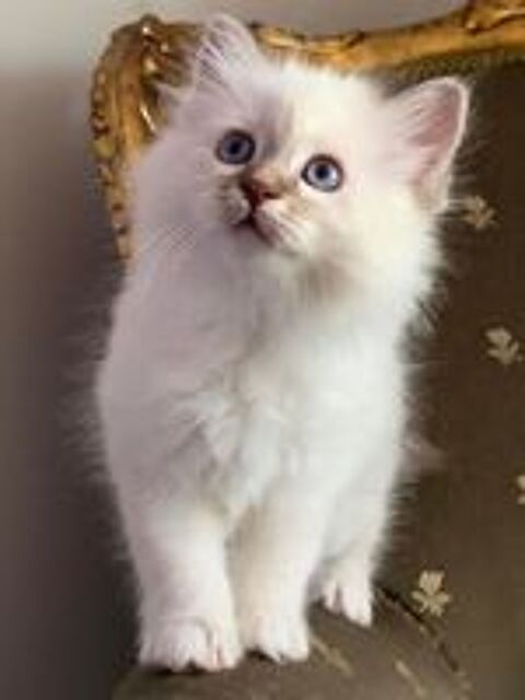   Superbe Chatons Sacré de Birmanie  