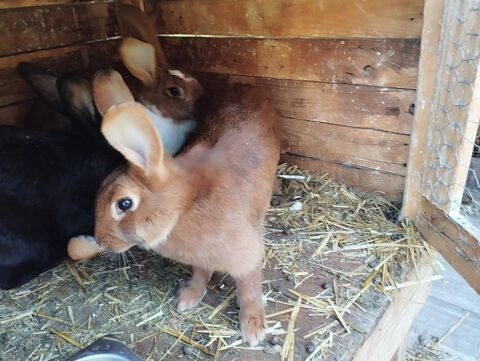 Lapin femelle 20 90300 Éloie