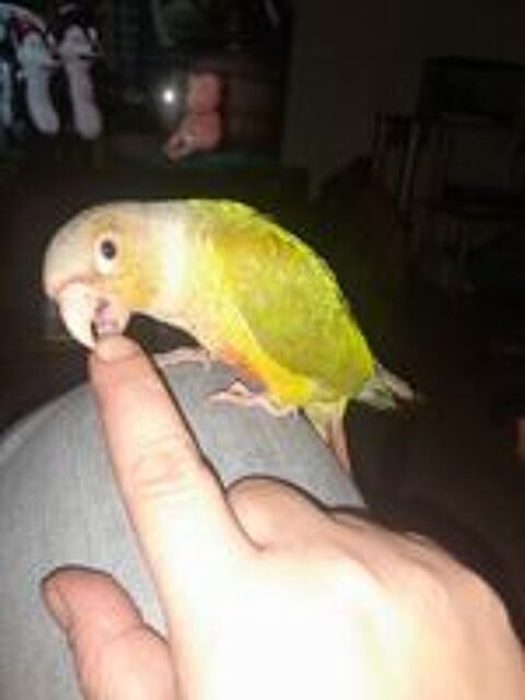  Conures et calopsittes 