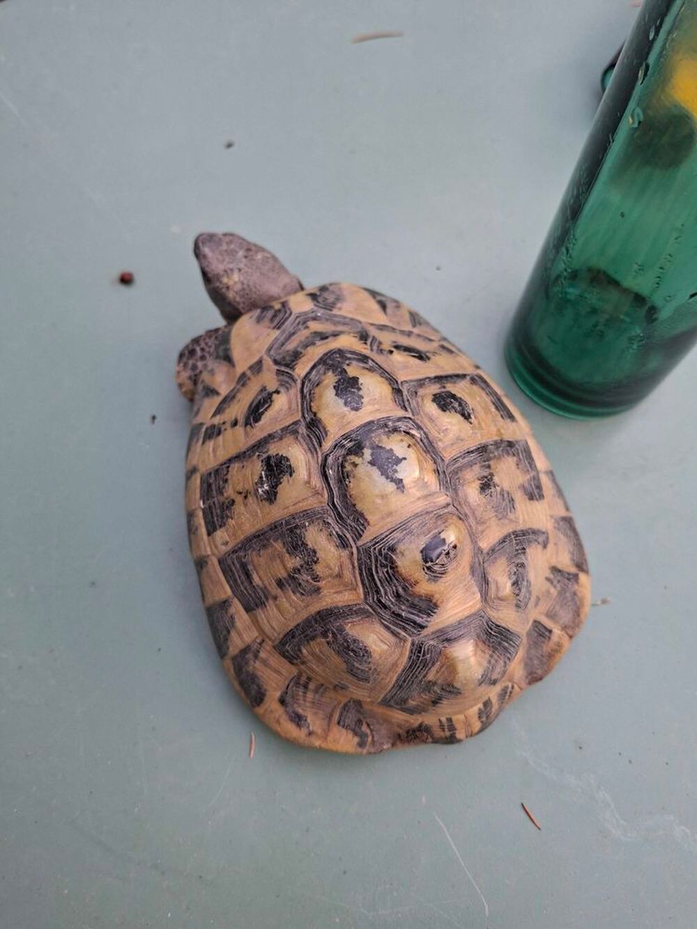 tortue male Hermann hermmanni Jardin