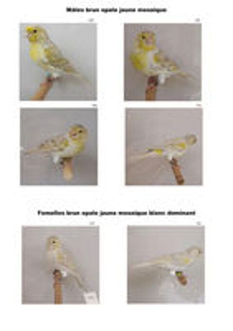   Canaris brun opale jaune mosaïque 