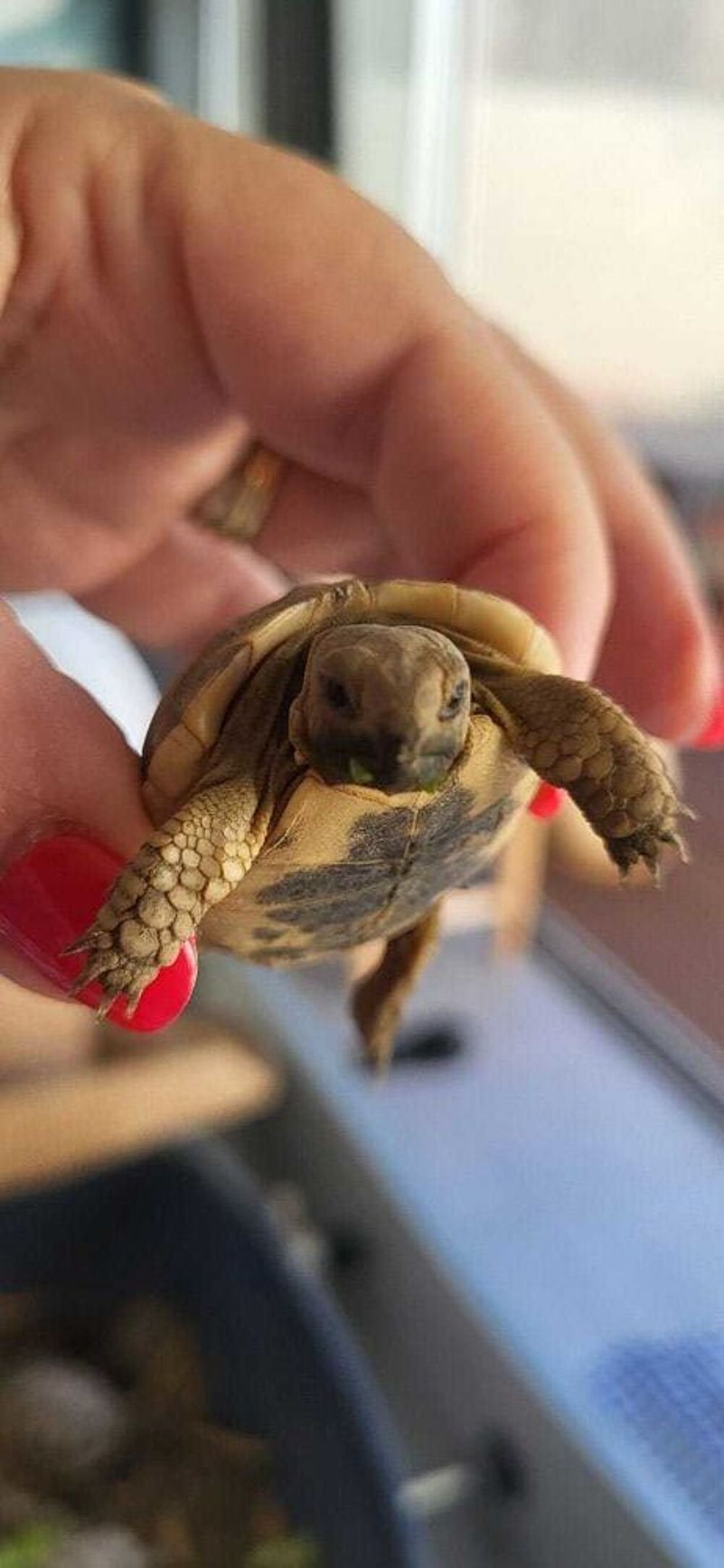 tortues Grecque 