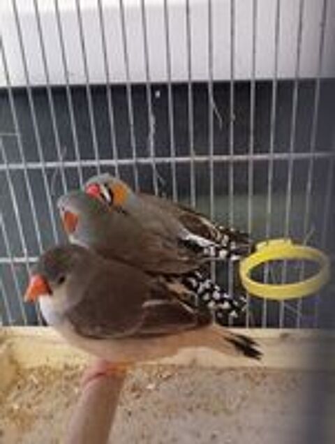   Oiseaux mandarins 