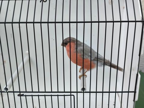 M&acirc;le bouvreuil en mutation 100 62210 Avion