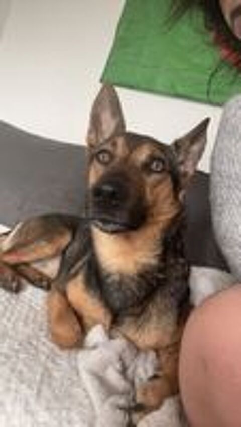   Chien TAIKO à l adoption 
