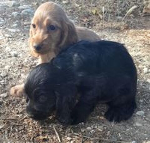   Chiots Cocker Anglais  