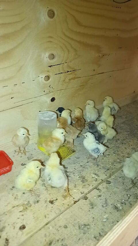 Poussin de 2 semaine 5 84500 Bollne