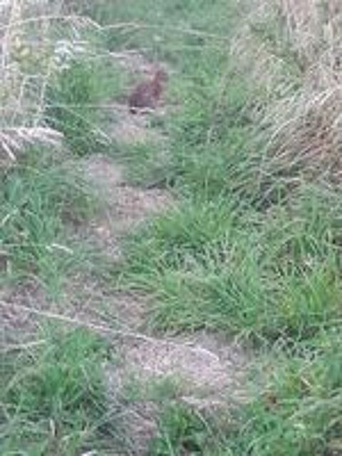   Lapins de garenne 