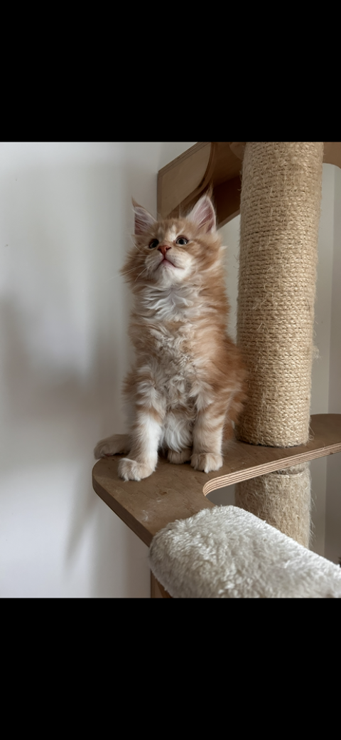 Magnifiques chatons Maine Coon Loof 1200 77120 Mouroux