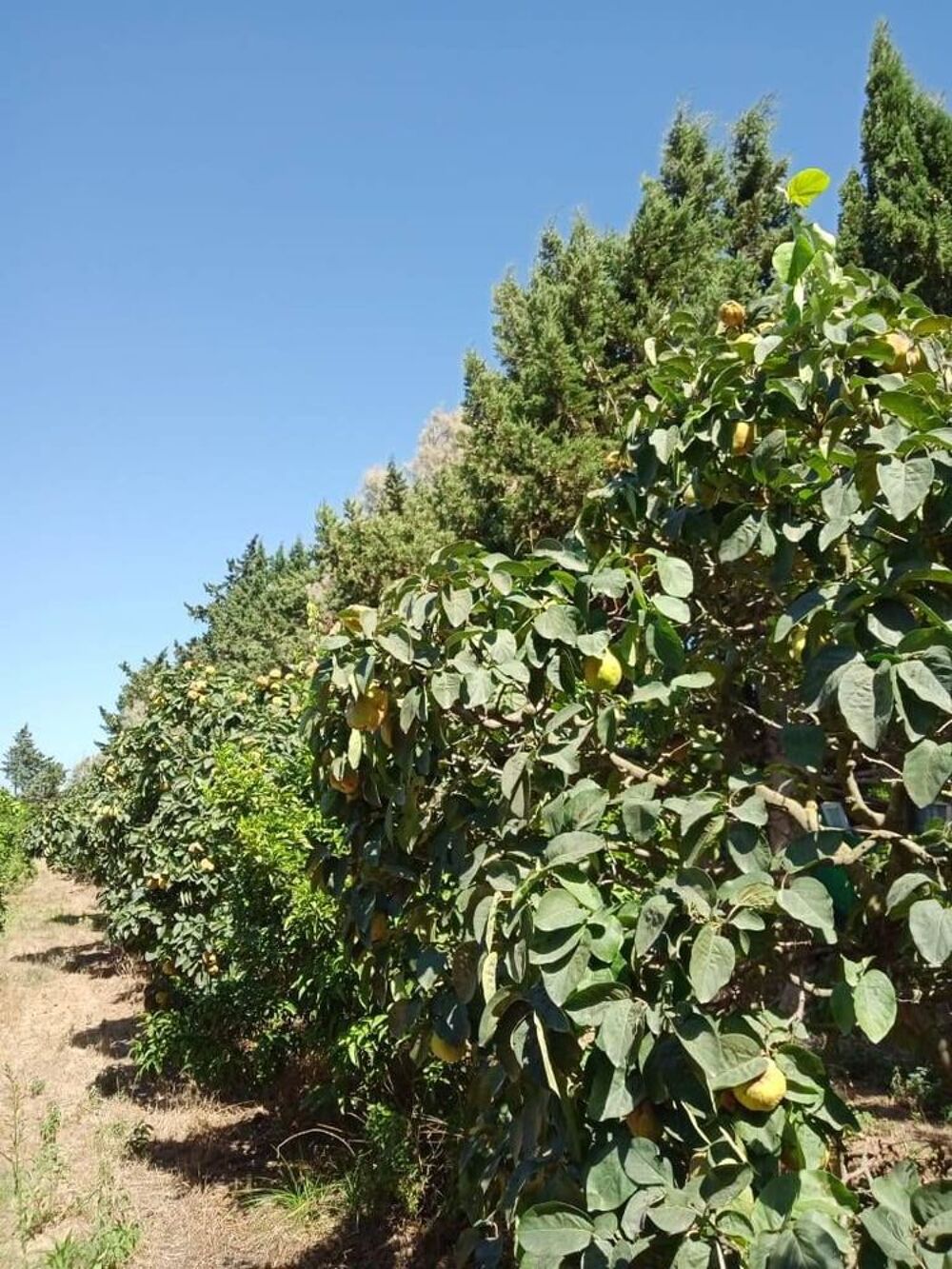 Vente Ferme A.V Ferme Agricole de 11 hectares à Soliman Nabeul?, tunisie (Tunisie)