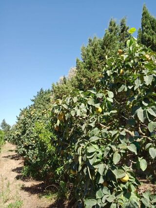  Ferme à vendre 5 pièces 106200 m² Nabeul?, tunisie
