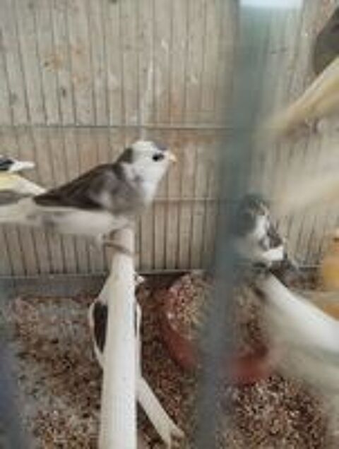   Canaries  