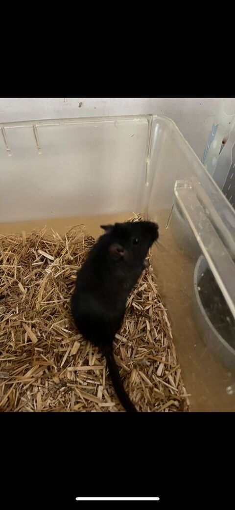 Gerbille femelle x2 en don 0 79330 Gl�nay