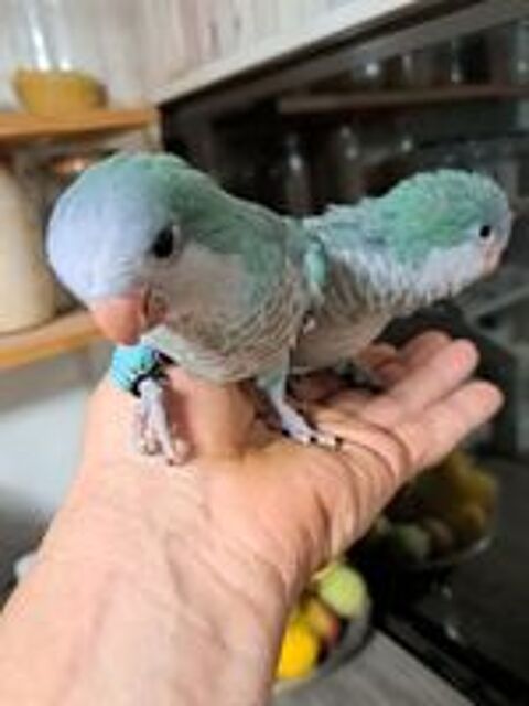   Conures souris ( veuve  ) Femelle EAM 