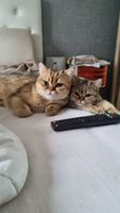   Saillie mâle type British shorthair  