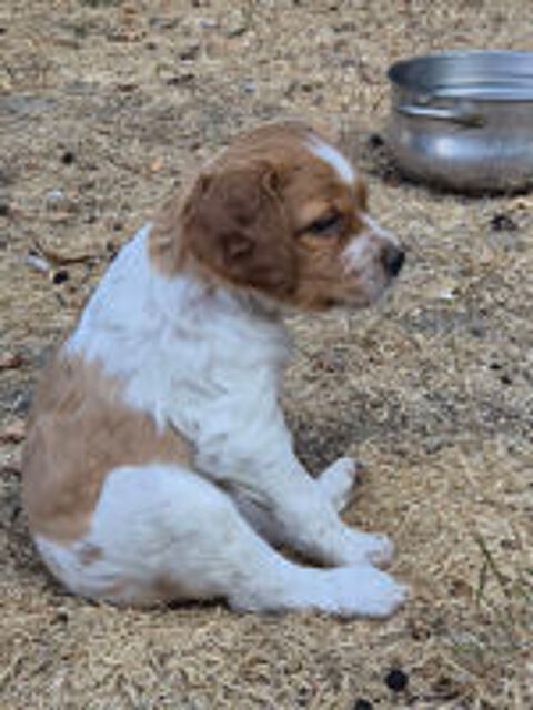   Épagneul breton Blanc et Orange 