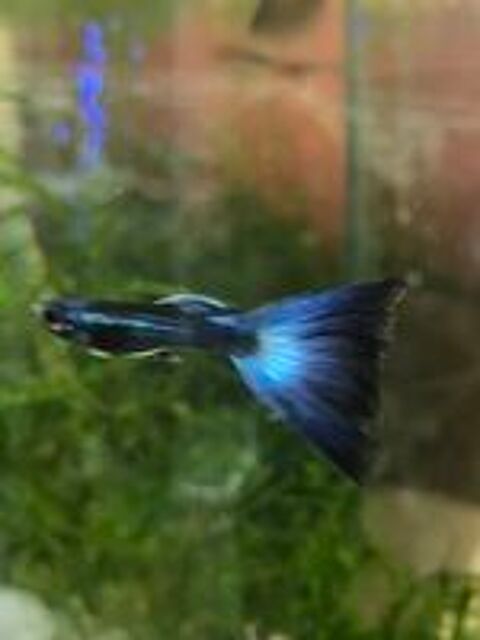   Trs beaux guppys platys ancistrus plantes etc 