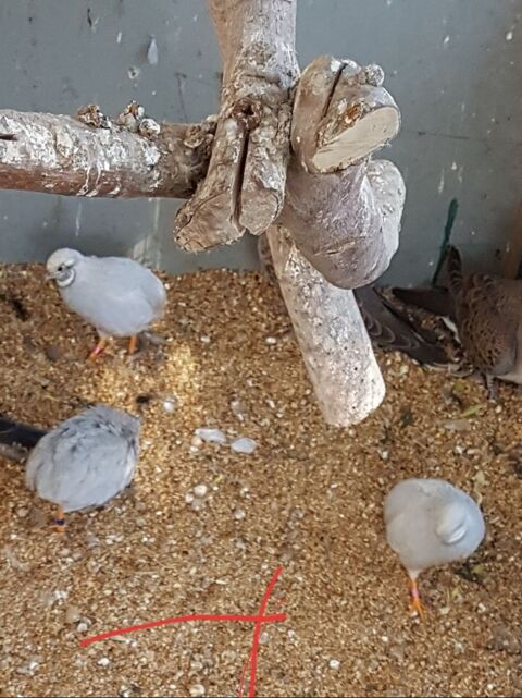 Cailles de chine 10 93160 Noisy-le-grand