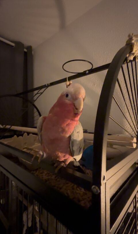 adorable jeune Perroquet rosalbin Male 1000 33260 La teste-de-buch