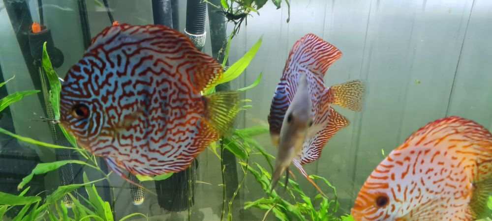   Discus 