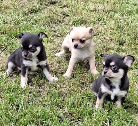 chiots chihuahua male et femelle non lof 900 65130 Capvern