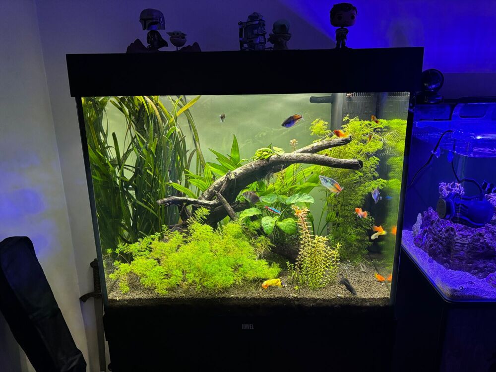   Juwel Lido 200 avec son meuble 