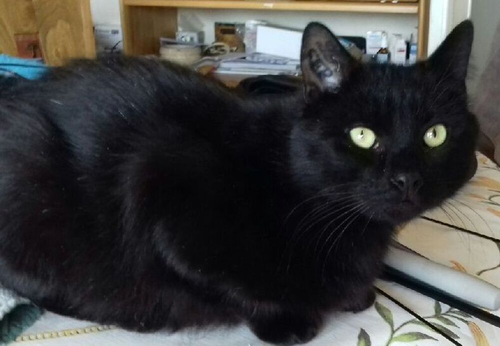   REPETO CHAT NOIR 8 ANS 