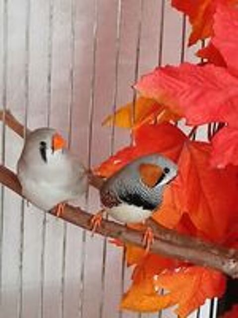   Mandarins
