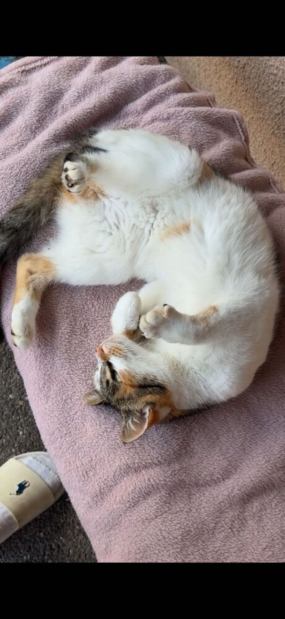   Donne un chat 