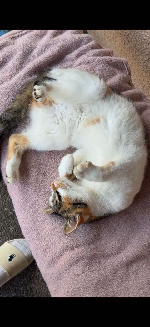 Donne un chat 0 42520 Maclas