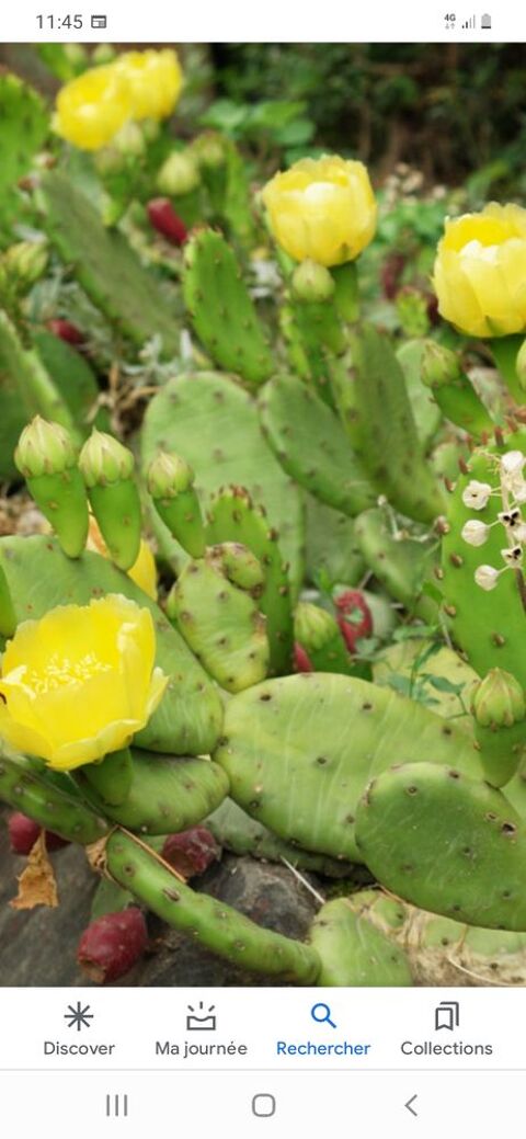 Cactus opuntia humifusa Supporte les gelees  10 Laon (02)