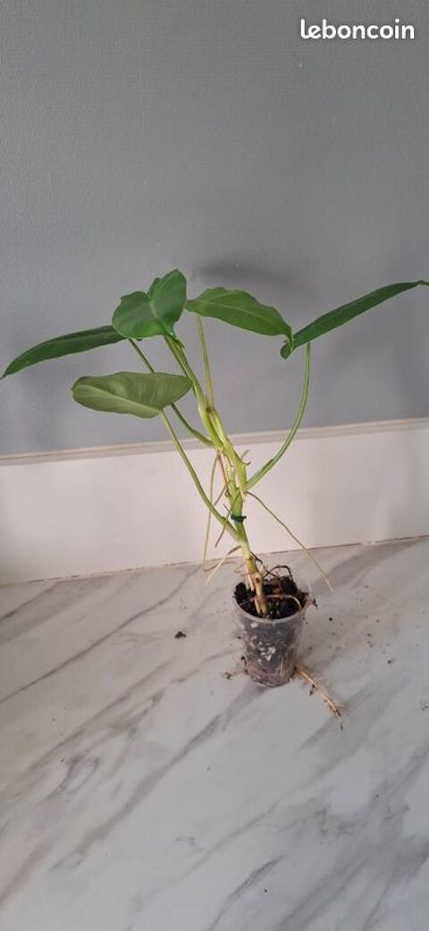 Philodendron Burle Marx bouture 78 9.5 Clermont-Ferrand (63)