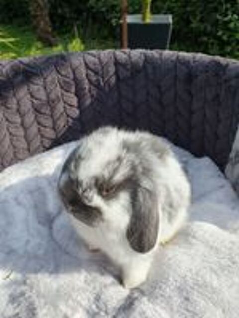   Bbs lapins minilops  