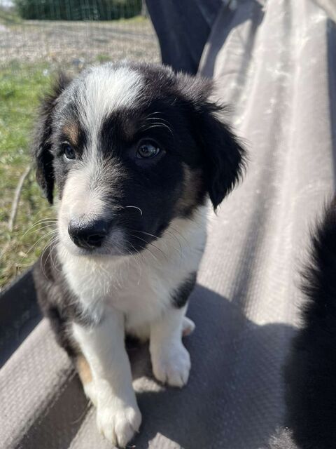 Magnifique chiot Border collie 0 82440 Ralville