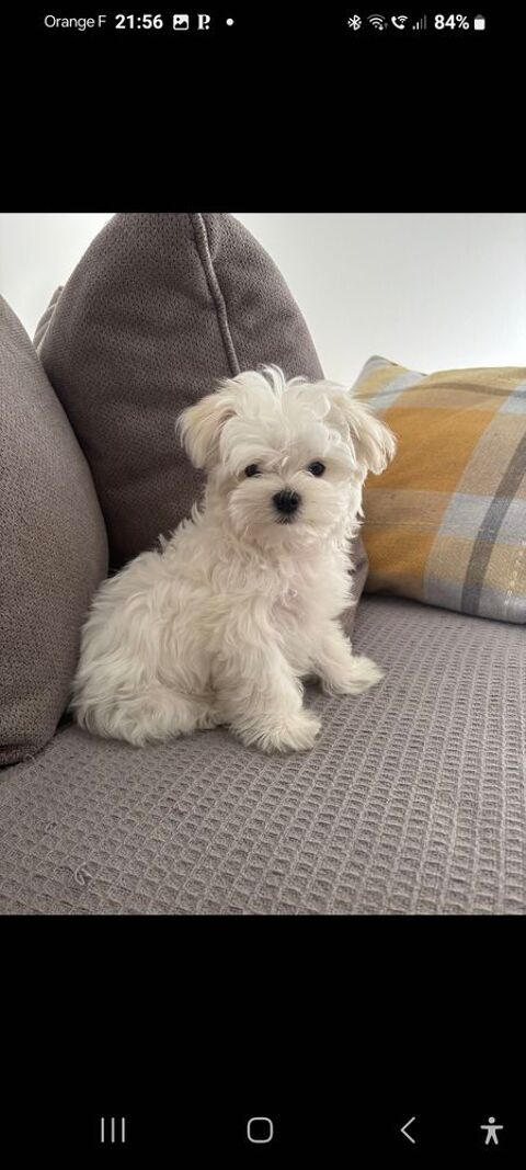 Bichon maltais 1850 78980 Saint-illiers-le-bois