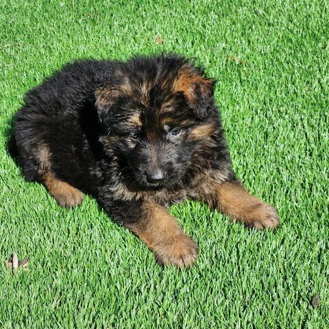 CHIOTS BERGER ALLEMAND LOF poils longs 51370 Ormes