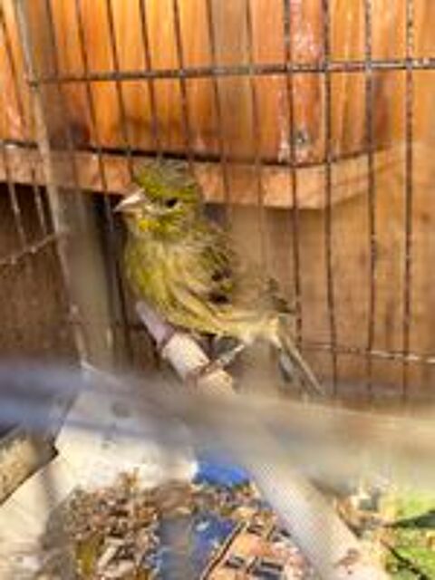   Canari sylvestre  