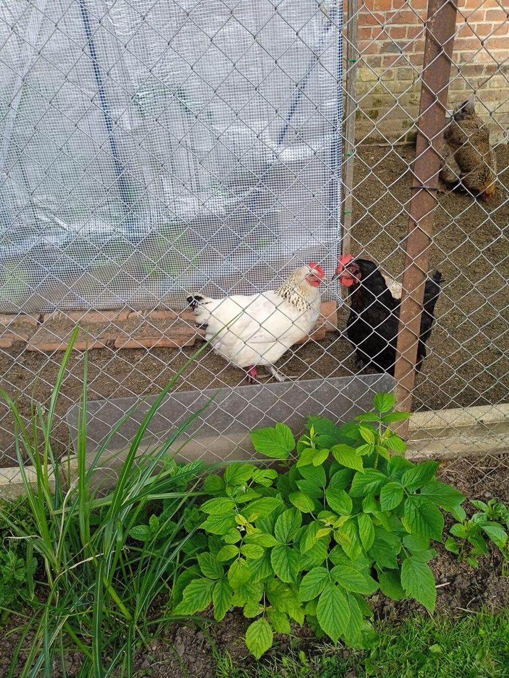   Poules Sussex 
