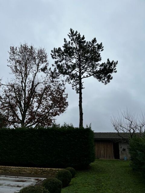 Pigeon 0 33760 Targon