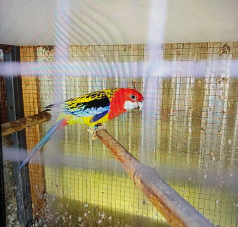 omnicolore mal 50 49270 Saint-laurent-des-autels