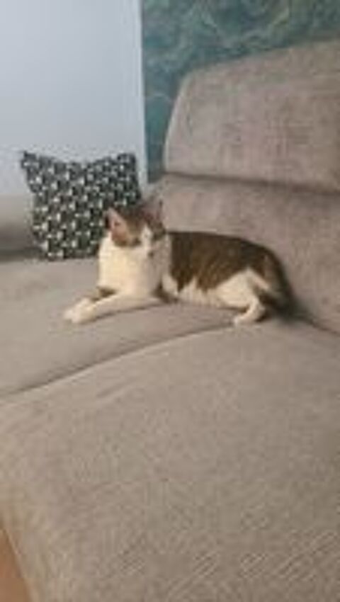   Garde chat 