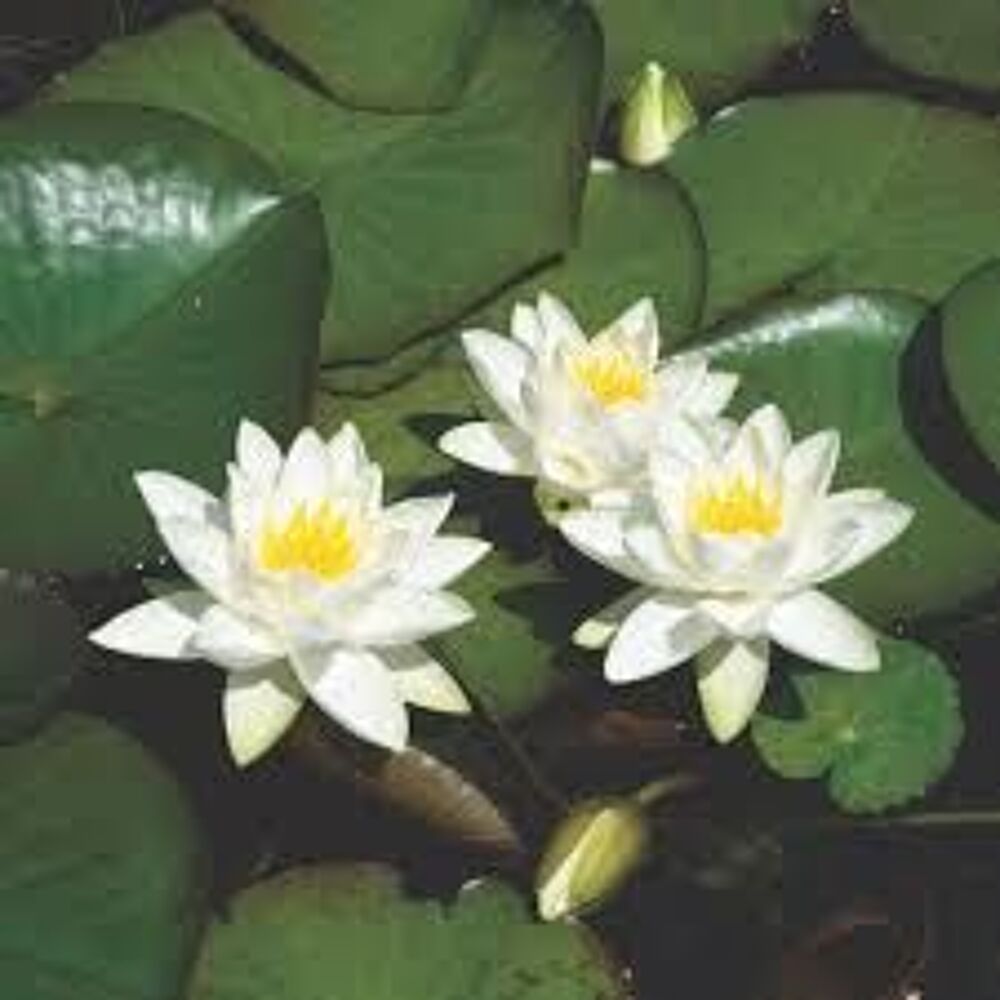 Magnifiques N&eacute;nuphars aux fleurs blanches Jardin