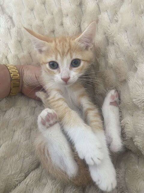 Chaton a l adoption 0 33000 Bordeaux