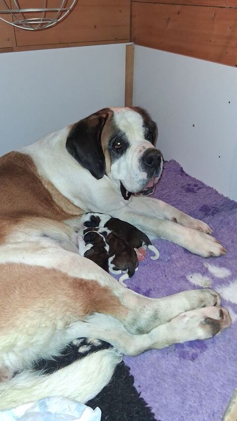 A réserver chiots st bernard avec  de magnifique origine 1400 39300 Montrond