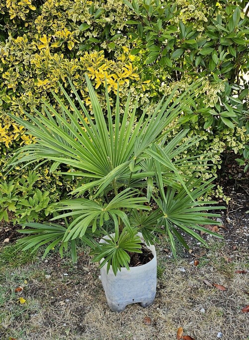 Palmiers Trachycarpus Jardin
