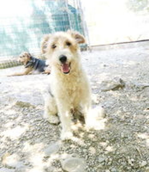  Goliath est à l'adoption! 