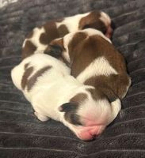   Adorables chiots Shih Tzu. 