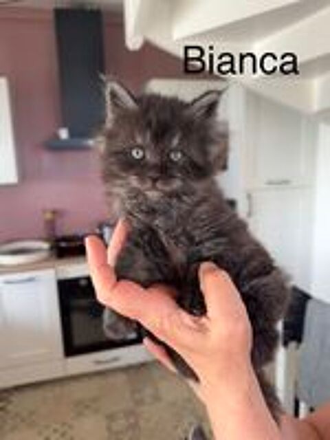   Maine Coon  