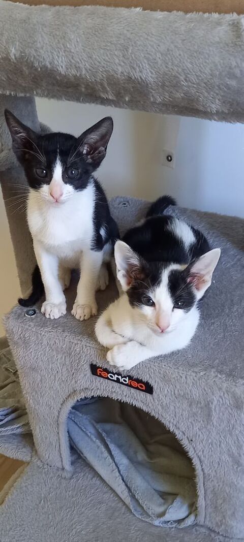 Adorables chatons de type oriental 500 77120 Mouroux